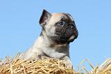 BOULEDOGUE FRANCAIS 600